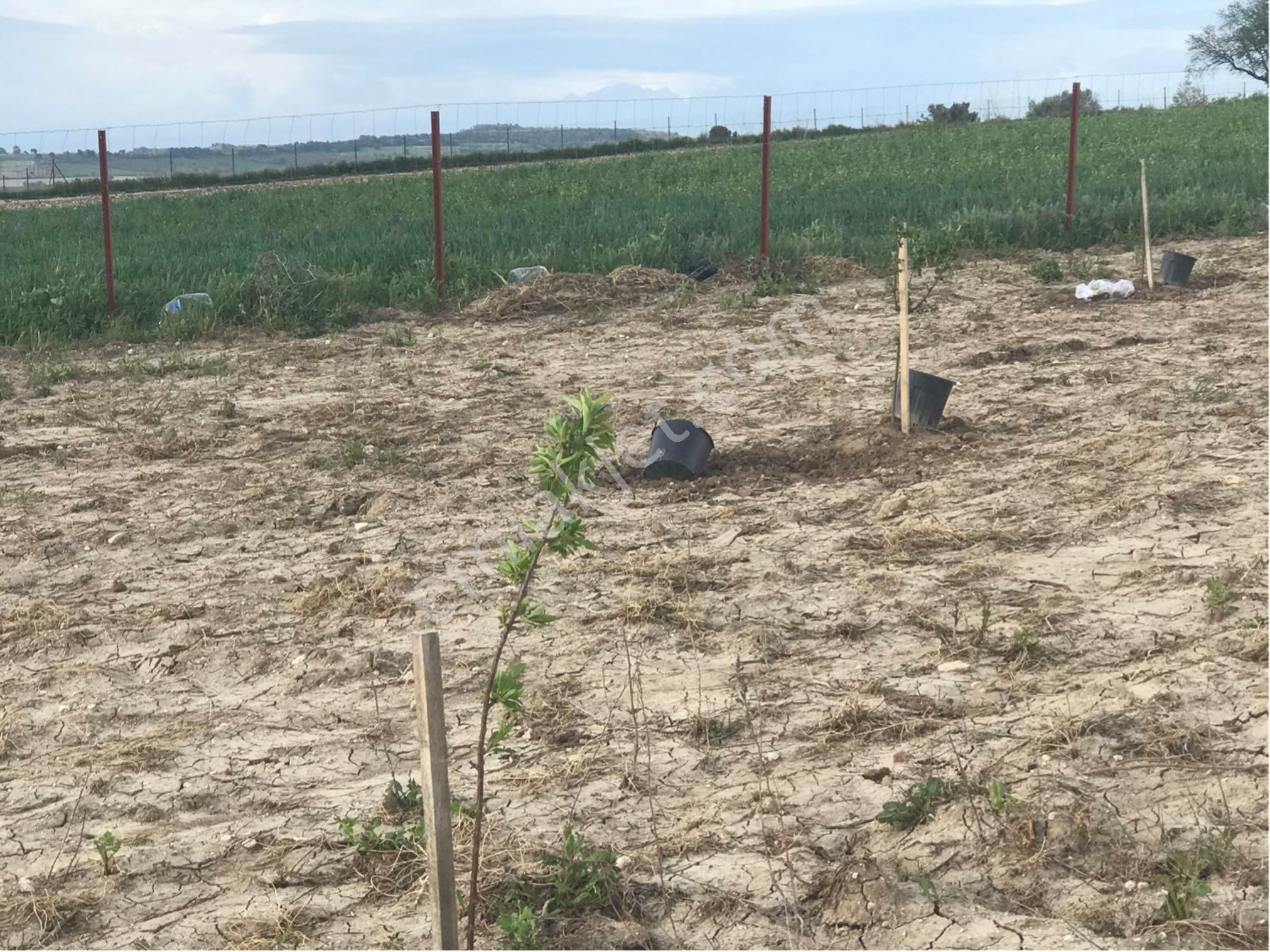 Merkeze 20 Dk. Mesafede, İzmir Asfaltına Çok Yakın Hobi Bahçesi Çiftlik Arazisi.. - Görsel 14