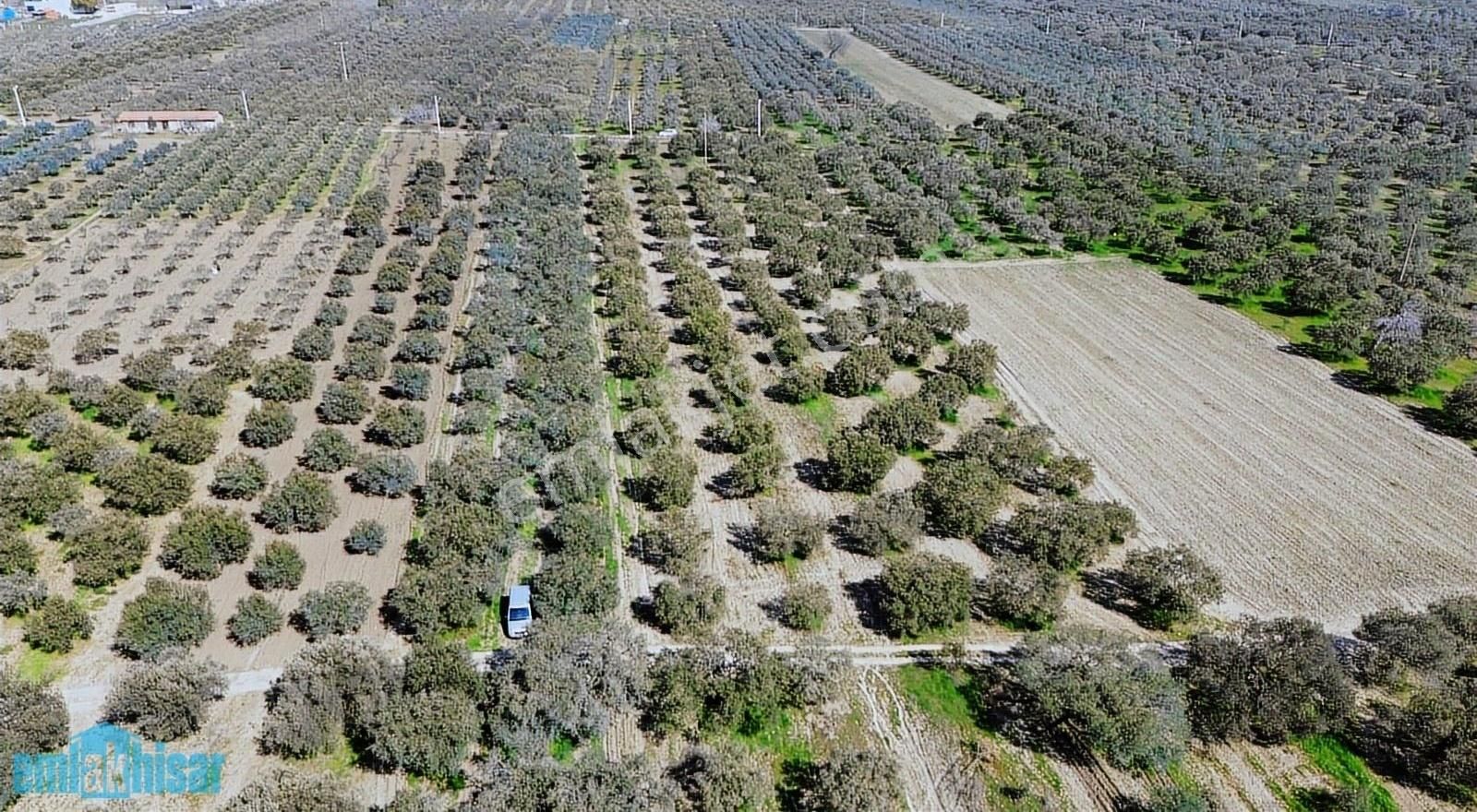 Akhisar Bünyanosmaniye'de Köy Yanı Satılık 6960 M2 Zeytinlik - Görsel 11