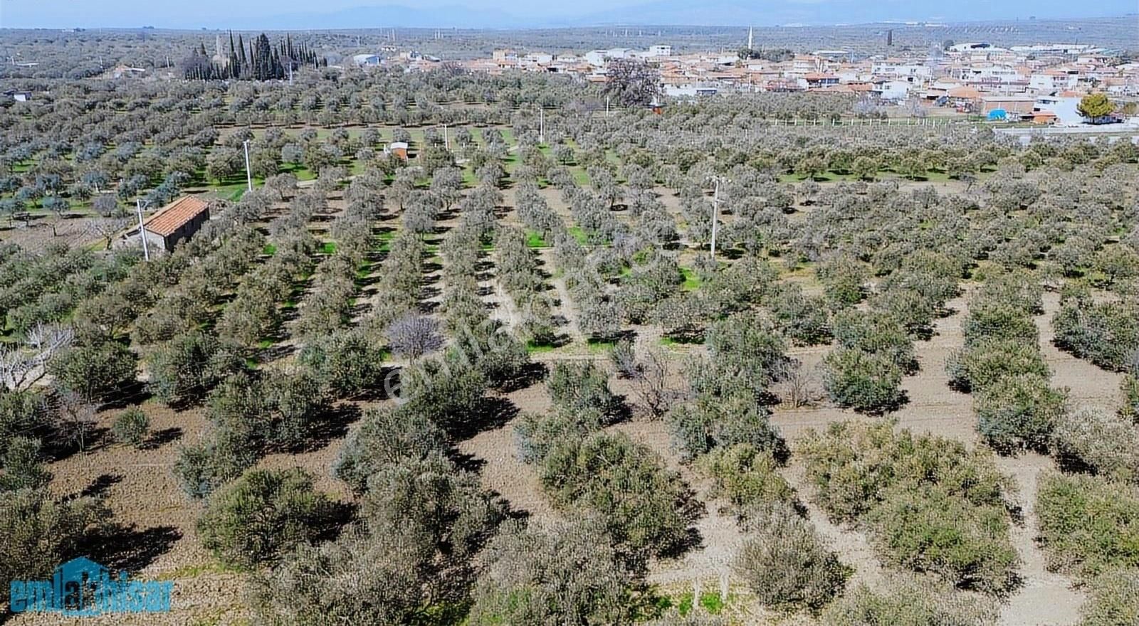 Akhisar Bünyanosmaniye'de Köy Yanı Satılık 6960 M2 Zeytinlik - Görsel 12