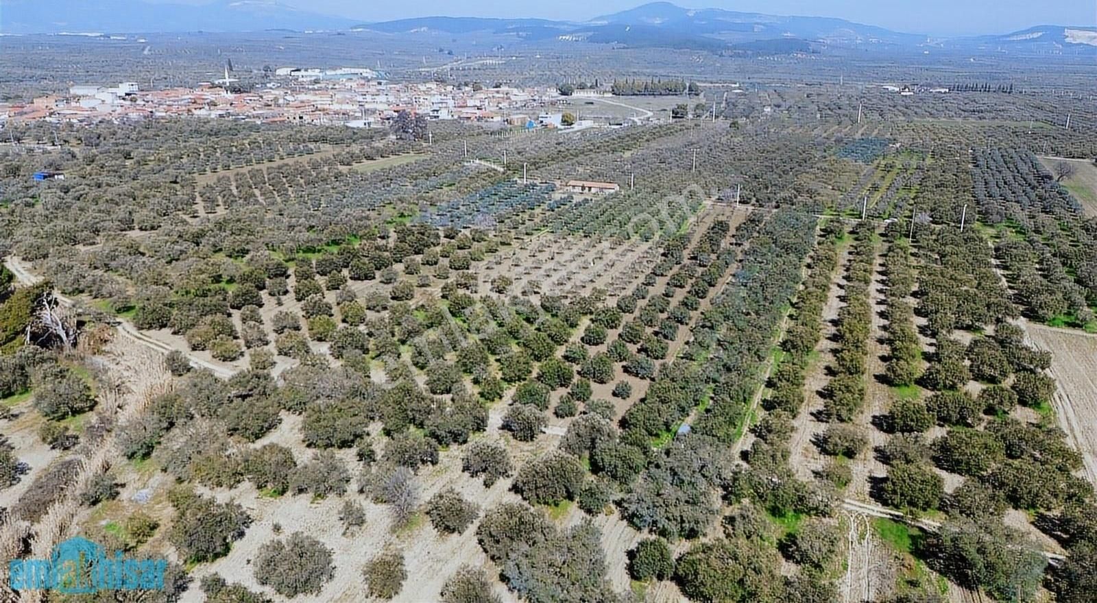 Akhisar Bünyanosmaniye'de Köy Yanı Satılık 6960 M2 Zeytinlik - Görsel 4