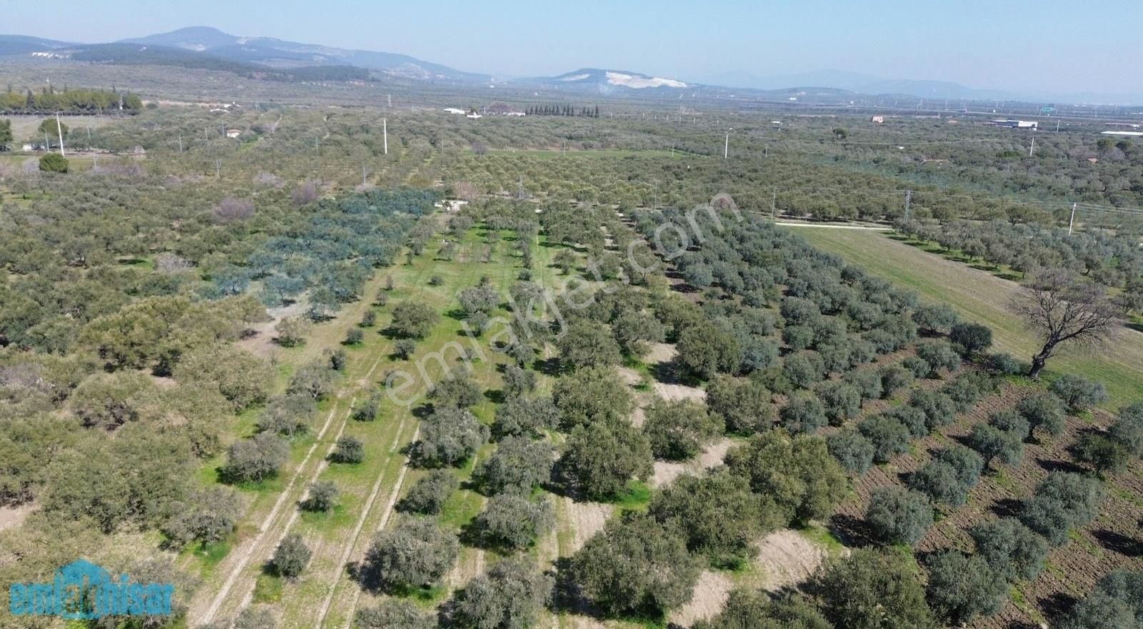 Akhisar Bünyanosmaniye'de Köy Yanı Satılık 6960 M2 Zeytinlik - Görsel 6