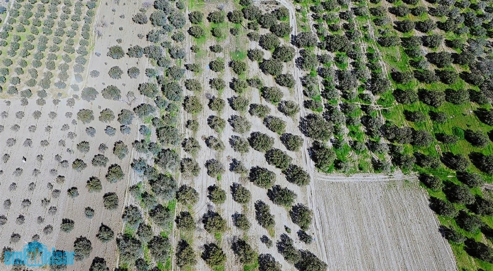 Akhisar Bünyanosmaniye'de Köy Yanı Satılık 6960 M2 Zeytinlik - Görsel 9