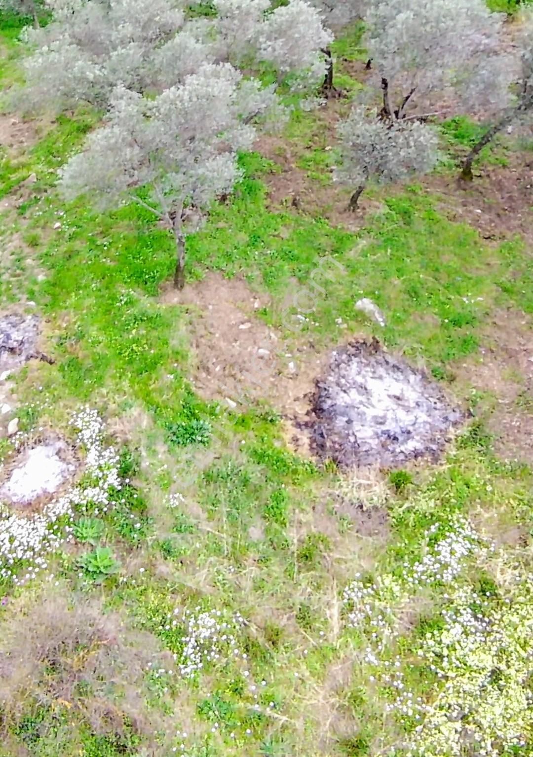 Bayındır Yakapınar Köyünde Satılık Zeytin Bahçesi - Görsel 4
