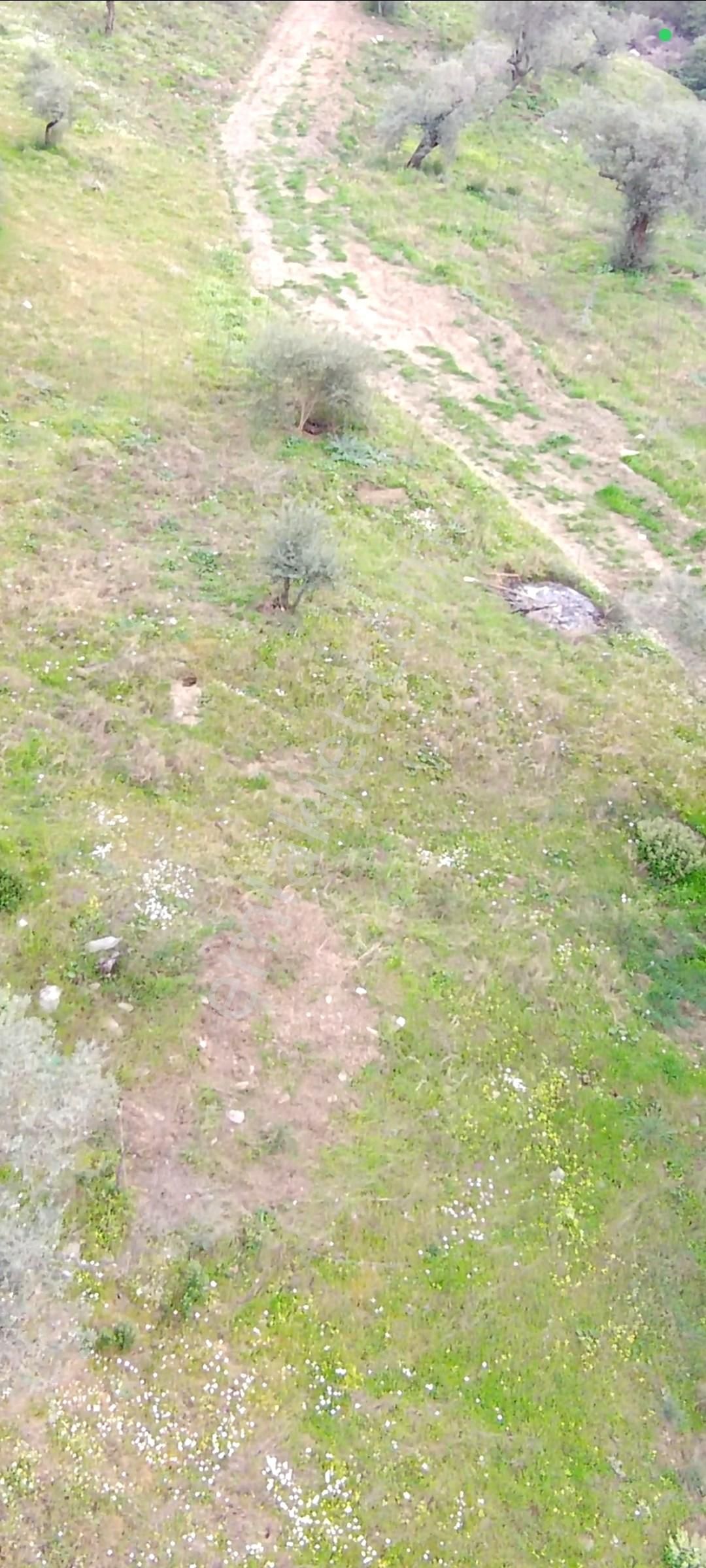 Bayındır Yakapınar Köyünde Satılık Zeytin Bahçesi - Görsel 16