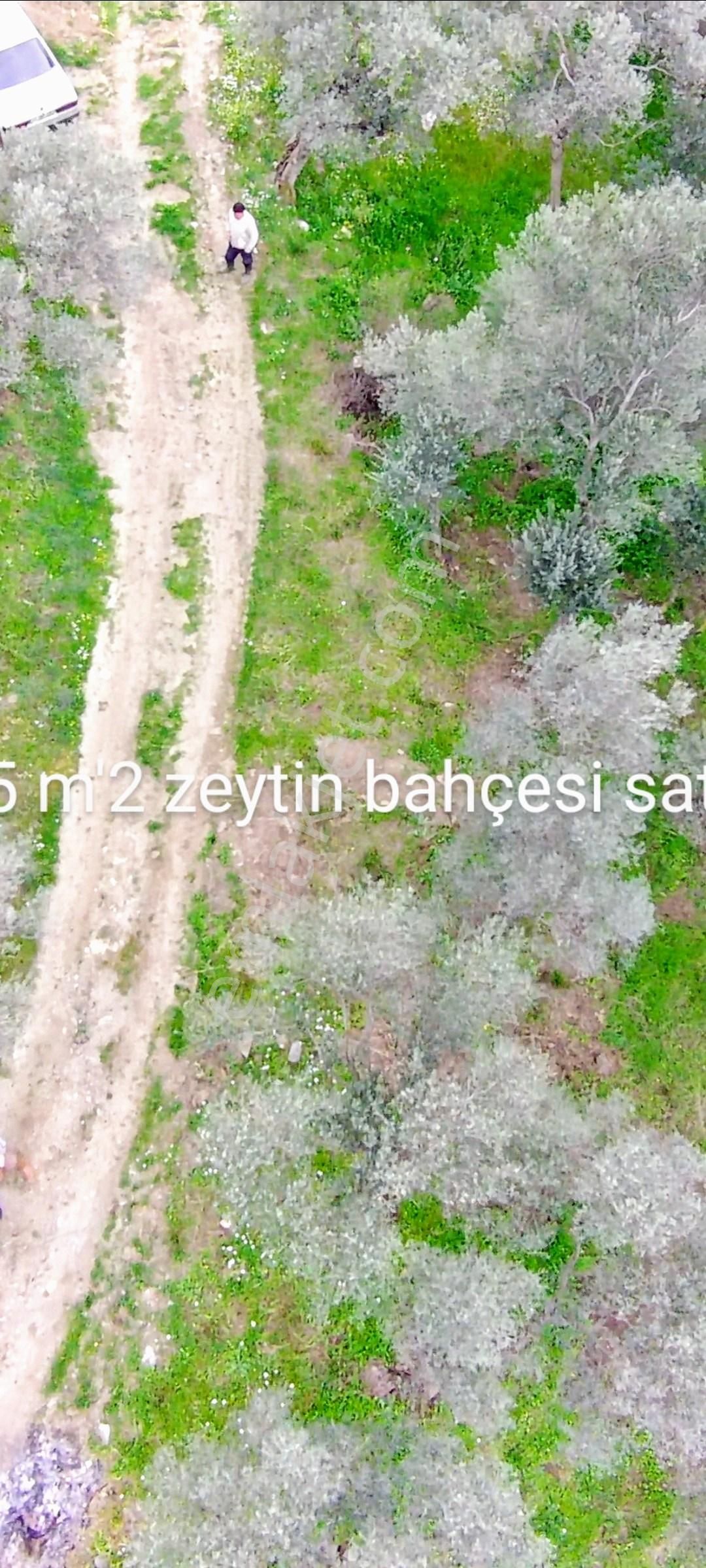 Bayındır Yakapınar Köyünde Satılık Zeytin Bahçesi - Görsel 7