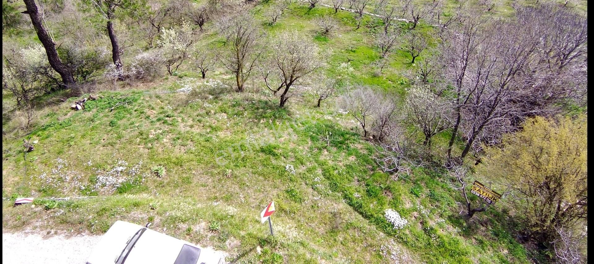 Bayındır Yakapınar Köyünde Satılık Zeytin Bahçesi - Görsel 6