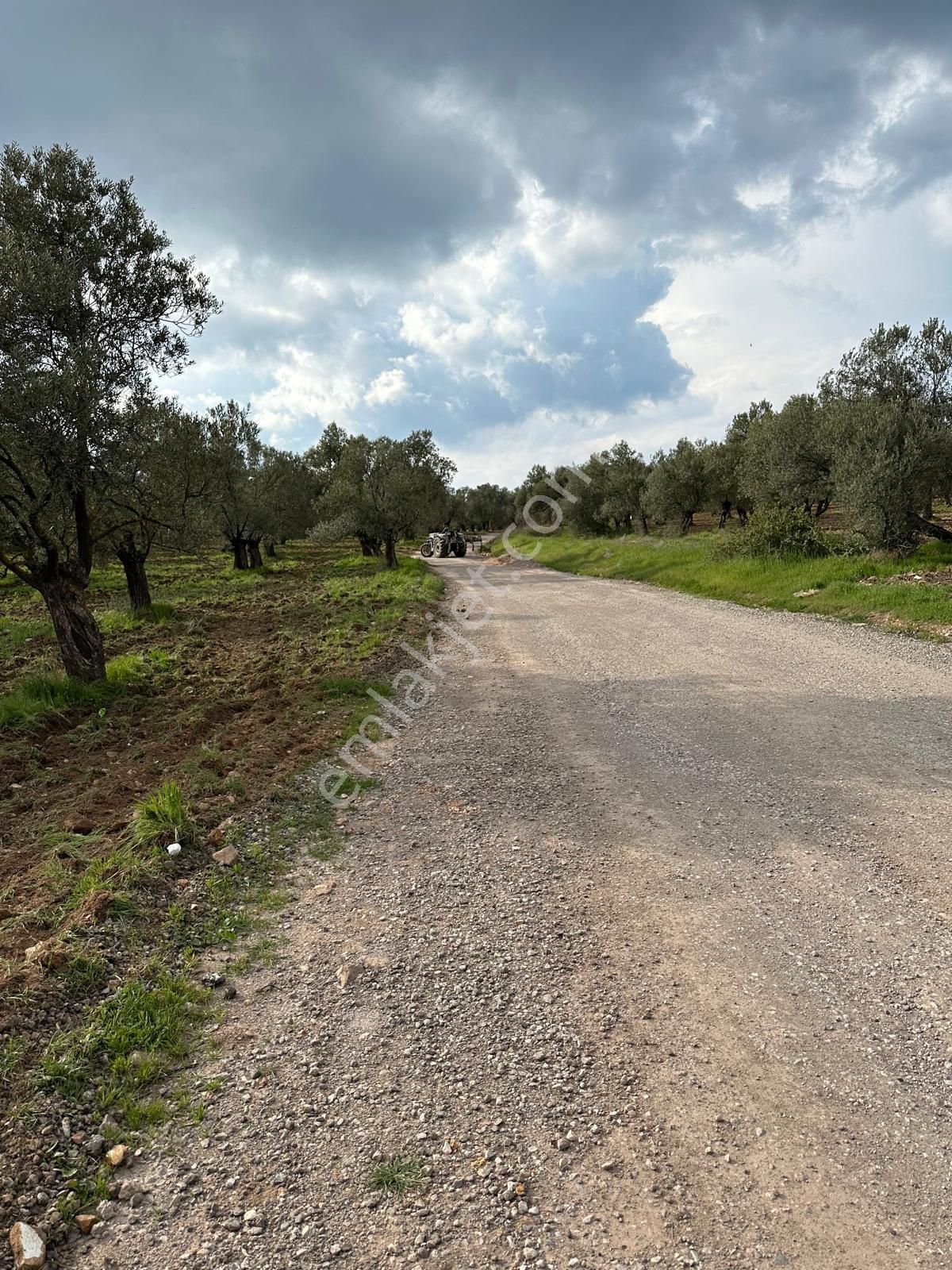 Ayvada'dan Ayvalık Sakarya'da 520 M2 Bakımlı Zeytinlik - Görsel 3
