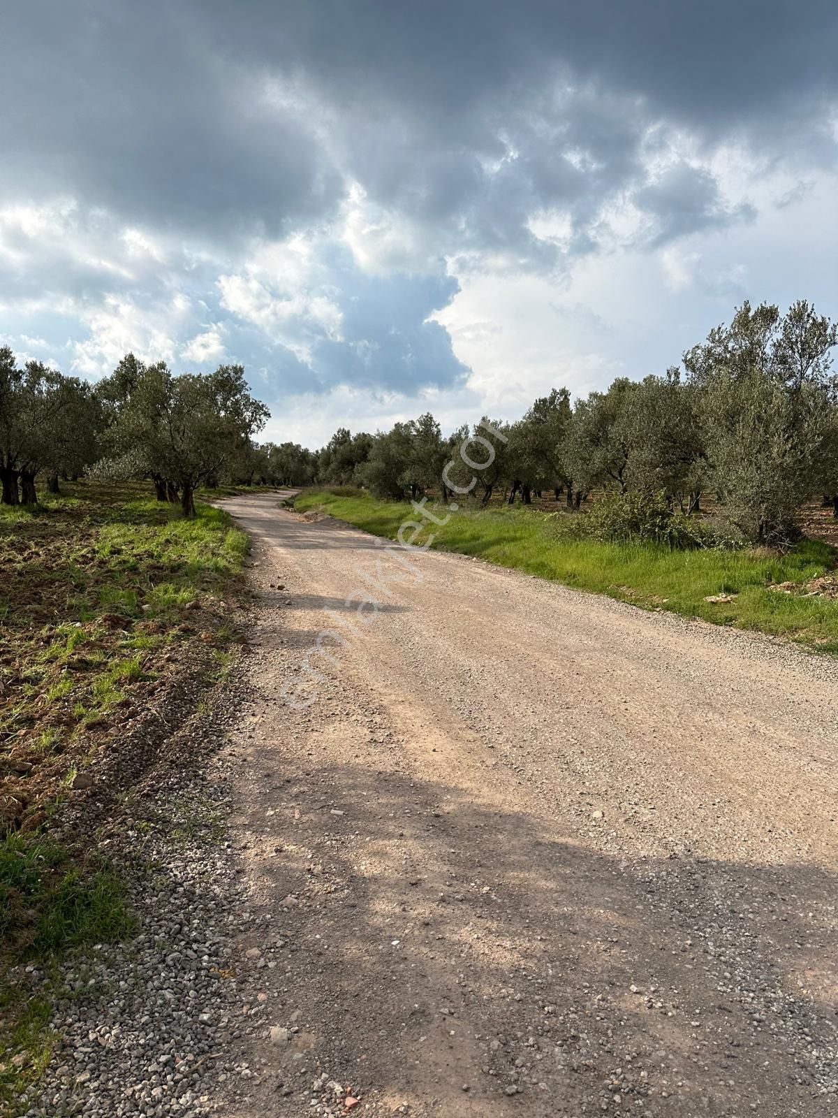 Ayvada'dan Ayvalık Sakarya'da 520 M2 Bakımlı Zeytinlik - Görsel 4
