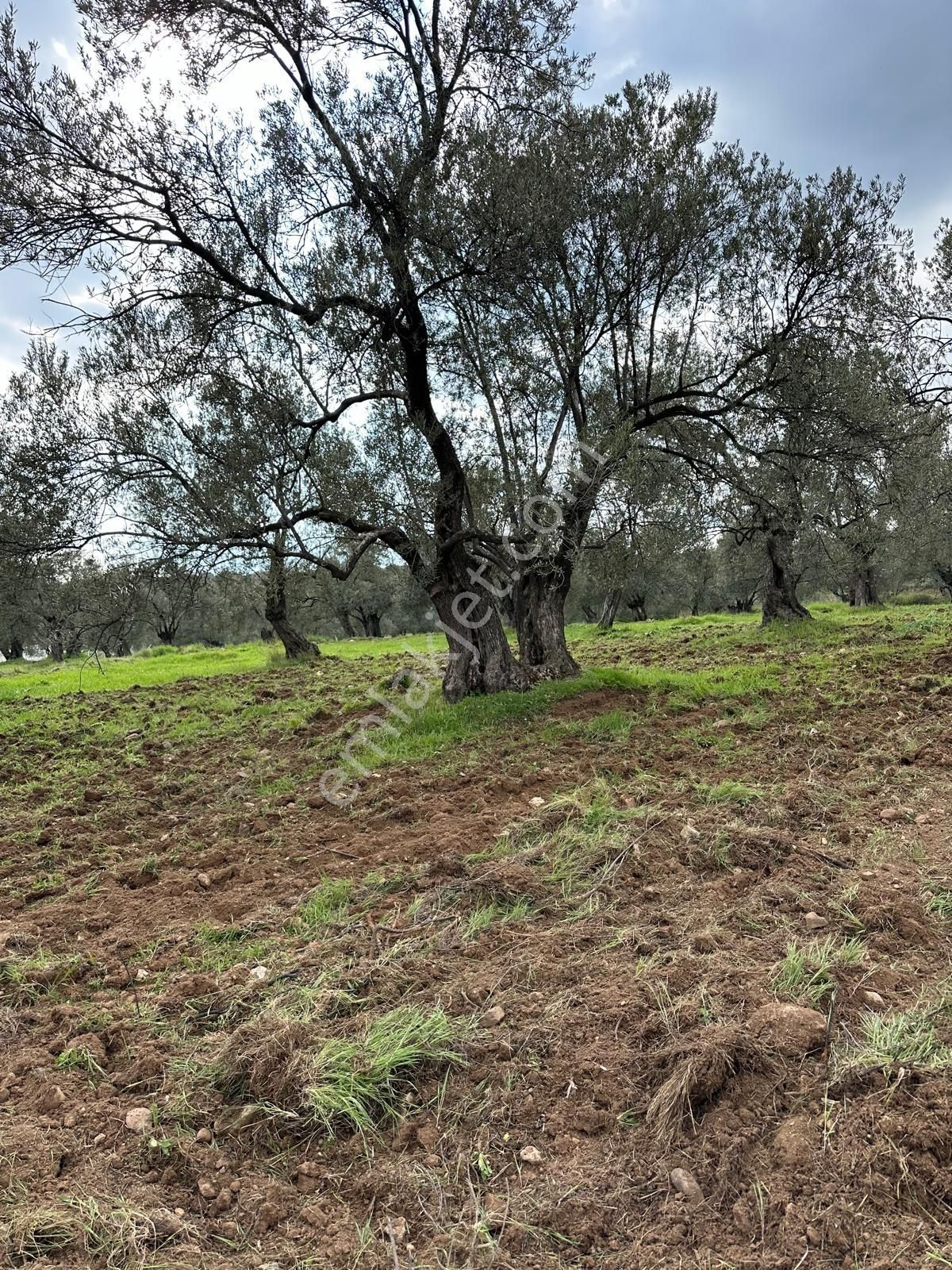 Ayvada'dan Ayvalık Sakarya'da 520 M2 Bakımlı Zeytinlik - Görsel 6