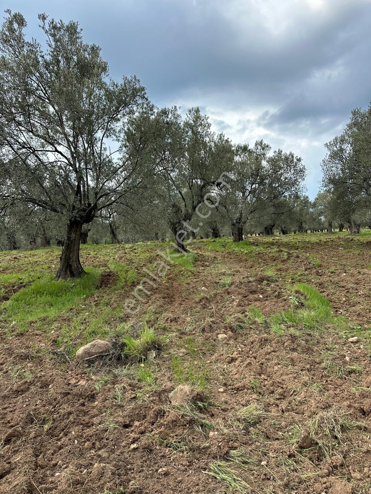 Ayvada'dan Ayvalık Sakarya'da 520 M2 Bakımlı Zeytinlik - Görsel 5