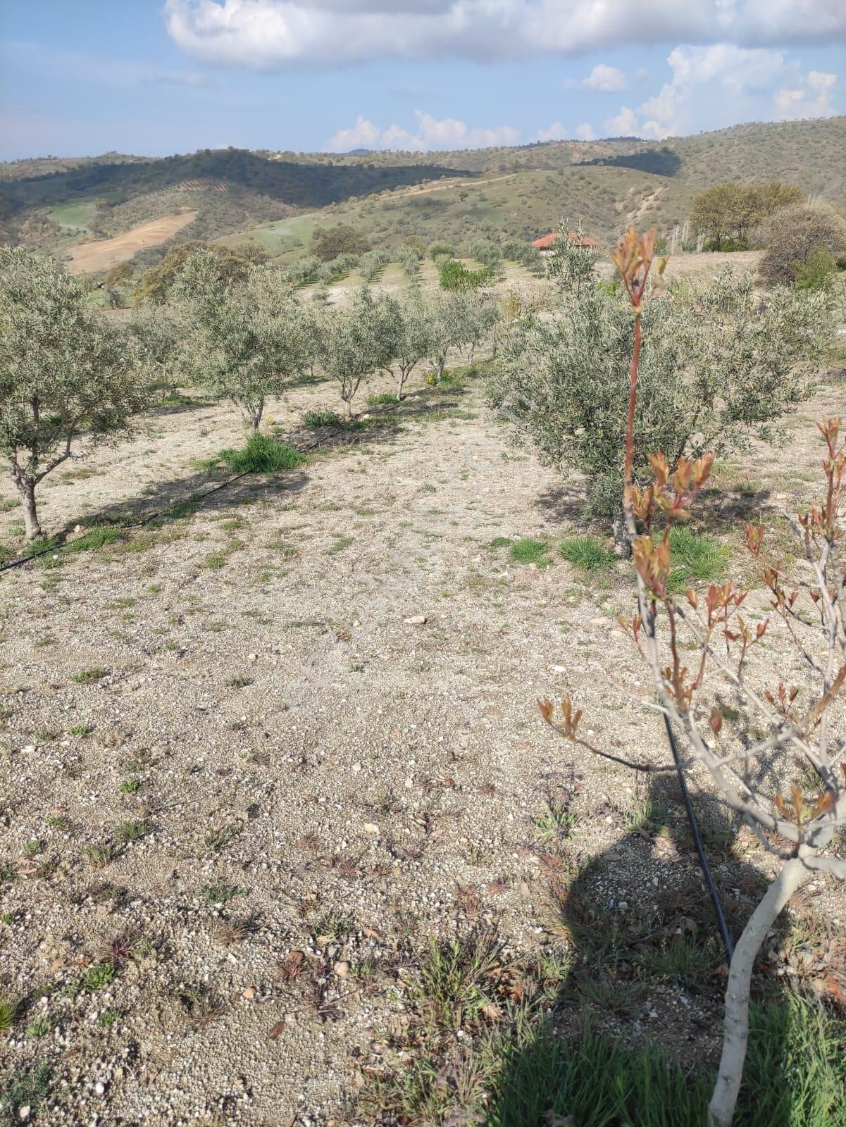 Yuvam Gayrimenkul'den Satılık Manisa Demirci Durhasan Mah. 9 Dönüm Zeytinlik - Görsel 21