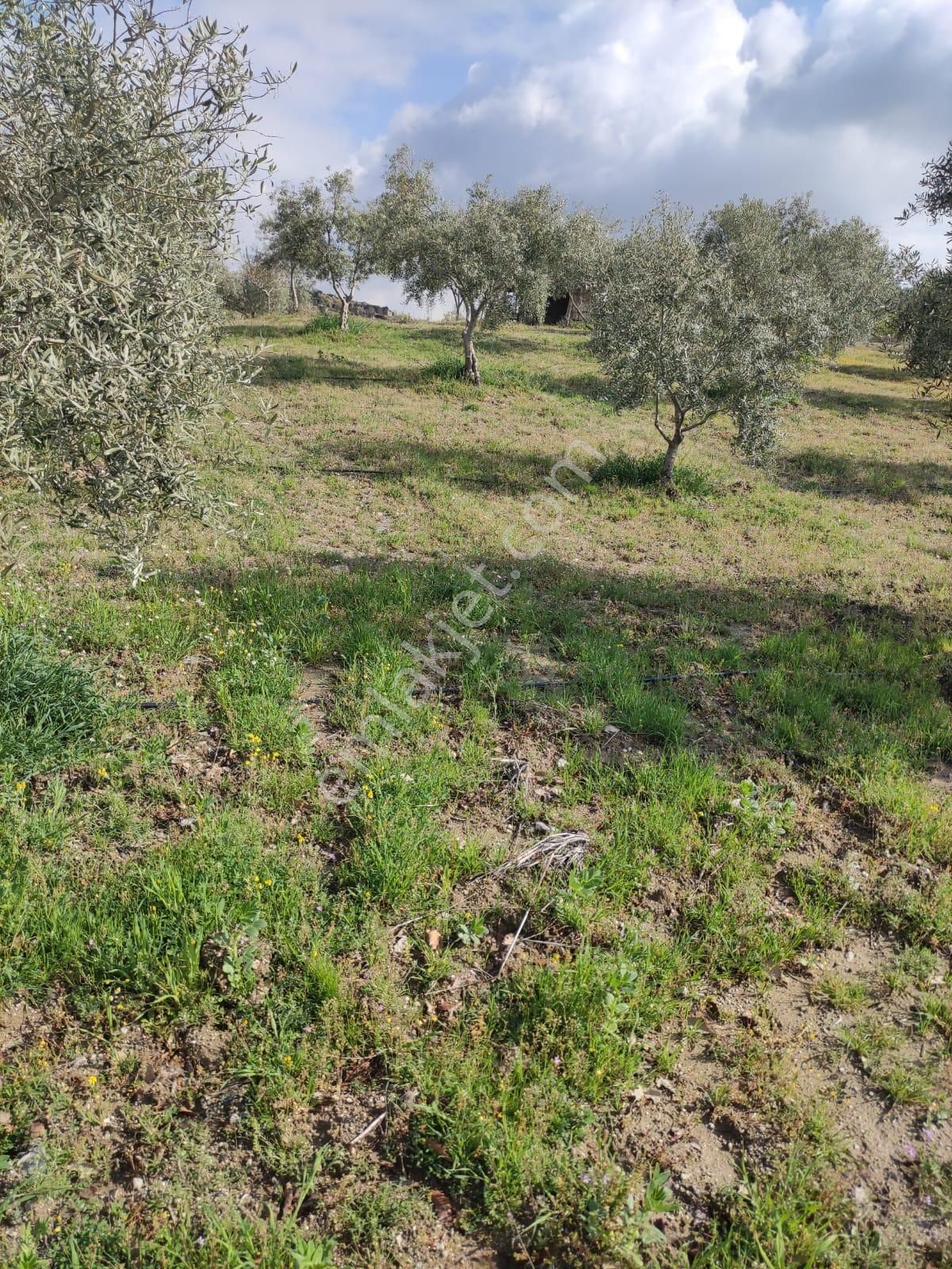 Yuvam Gayrimenkul'den Satılık Manisa Demirci Durhasan Mah. 9 Dönüm Zeytinlik - Görsel 16