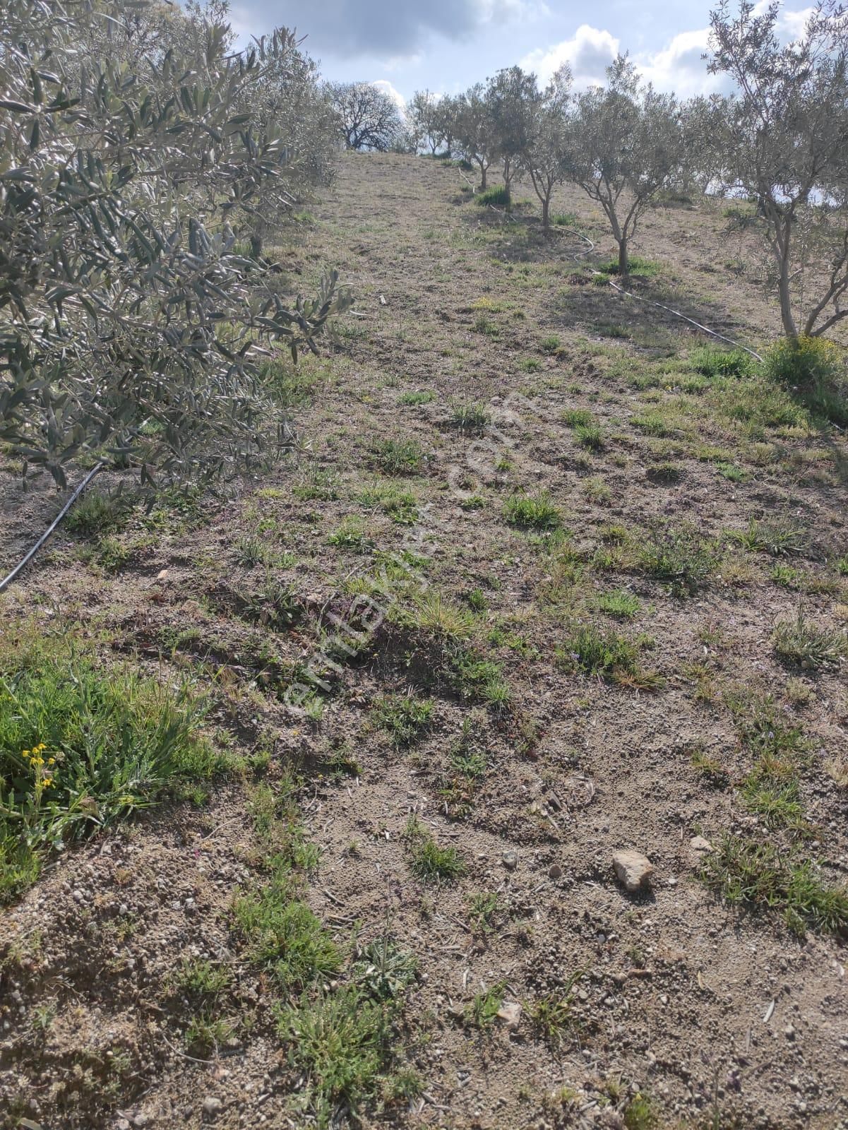 Yuvam Gayrimenkul'den Satılık Manisa Demirci Durhasan Mah. 9 Dönüm Zeytinlik - Görsel 14