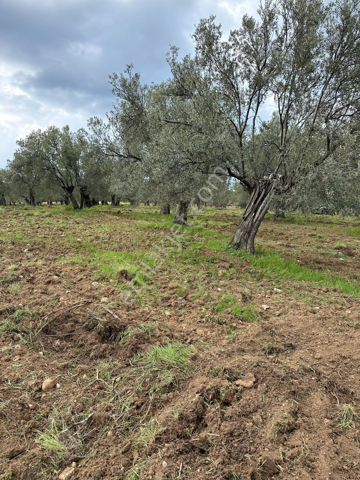 Premar Ayvada'dan Ayvalık Sakarya'da 283 M2 Bakımlı Zeytinlik - Görsel 3