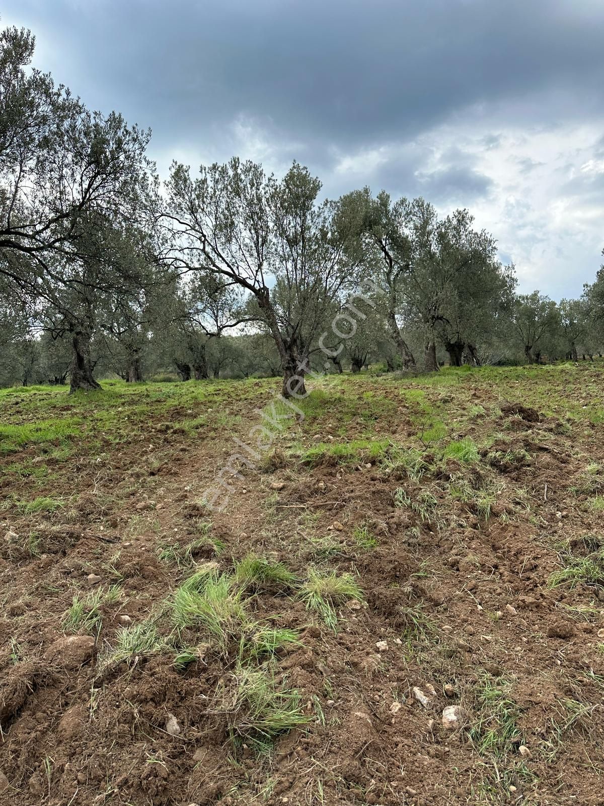 Premar Ayvada'dan Ayvalık Sakarya'da 283 M2 Bakımlı Zeytinlik - Görsel 5