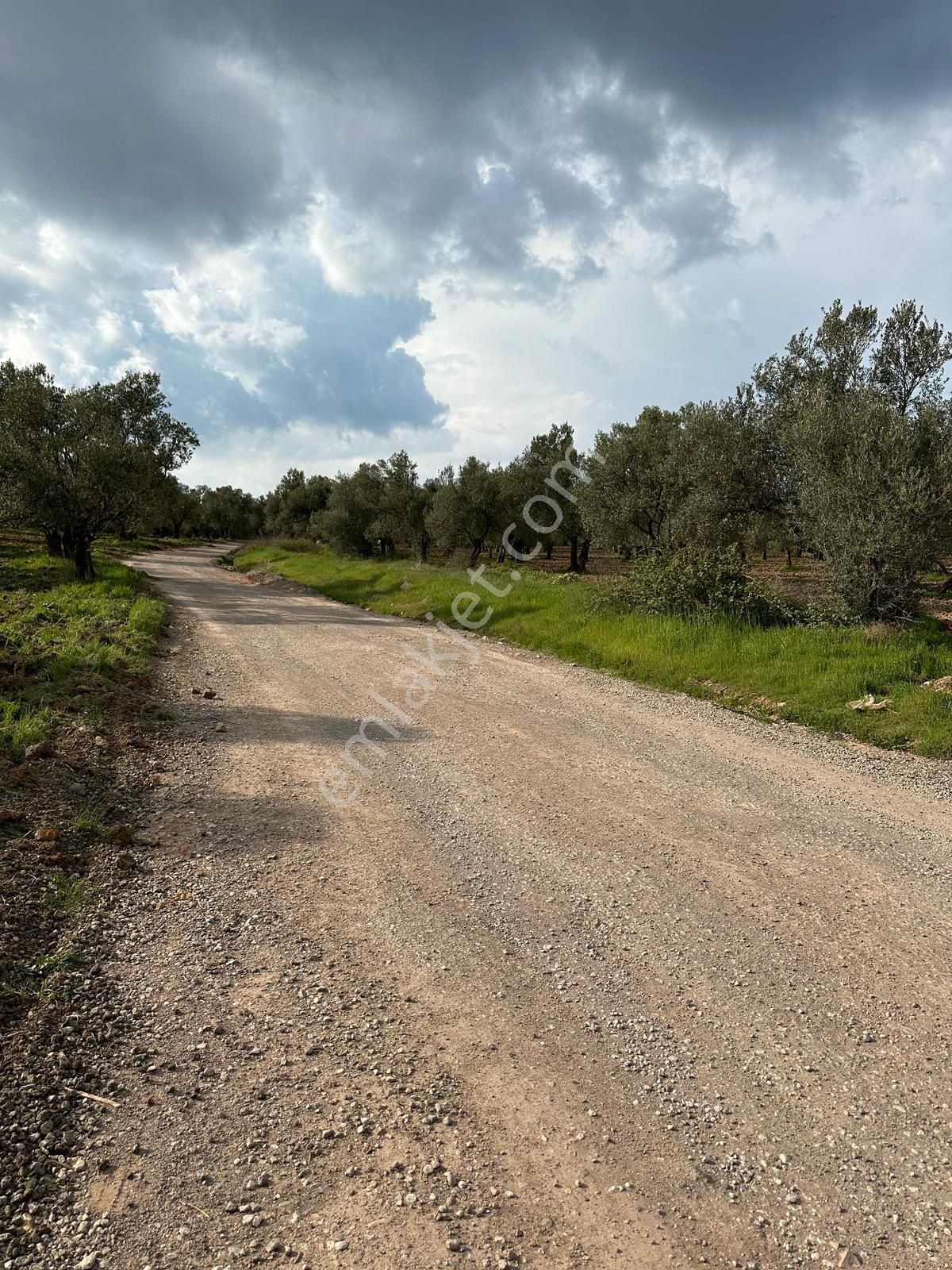 Premar Ayvada'dan Ayvalık Sakarya'da 283 M2 Bakımlı Zeytinlik - Görsel 2