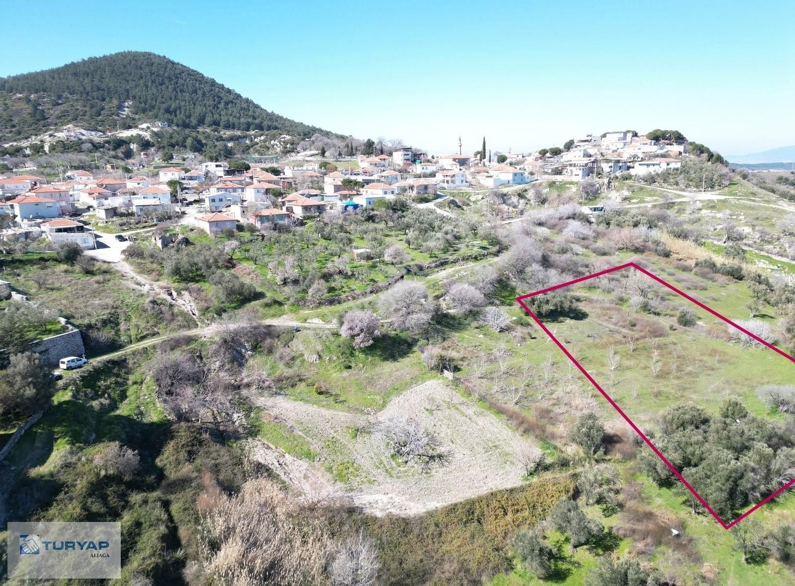 Güzelhisar'da Satılık Zeytinlik - Görsel 2