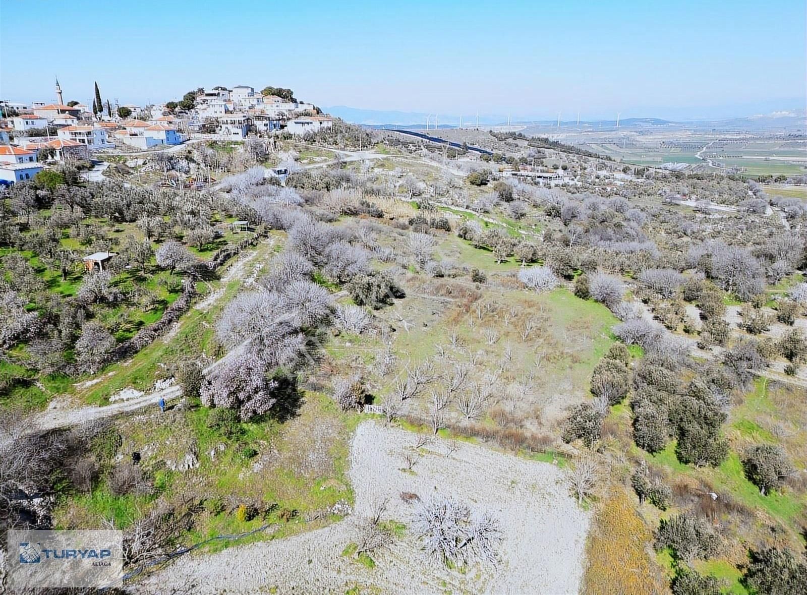 Güzelhisar'da Satılık Zeytinlik - Görsel 6