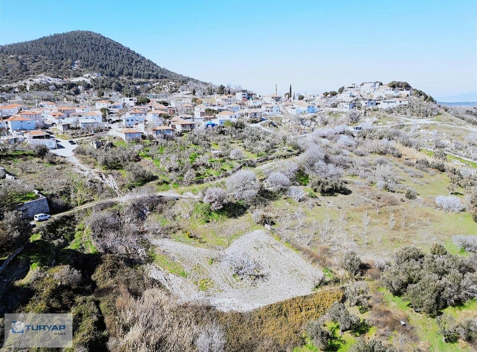 Güzelhisar'da Satılık Zeytinlik - Görsel 3