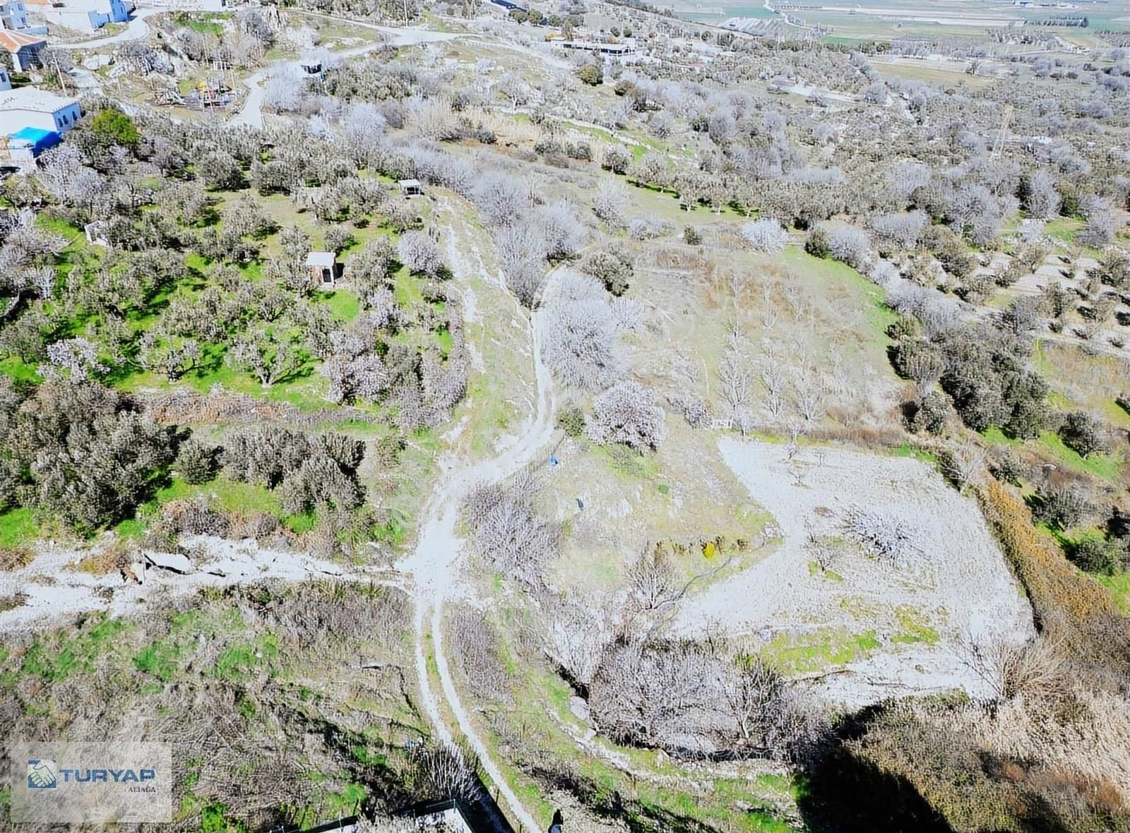 Güzelhisar'da Satılık Zeytinlik - Görsel 5