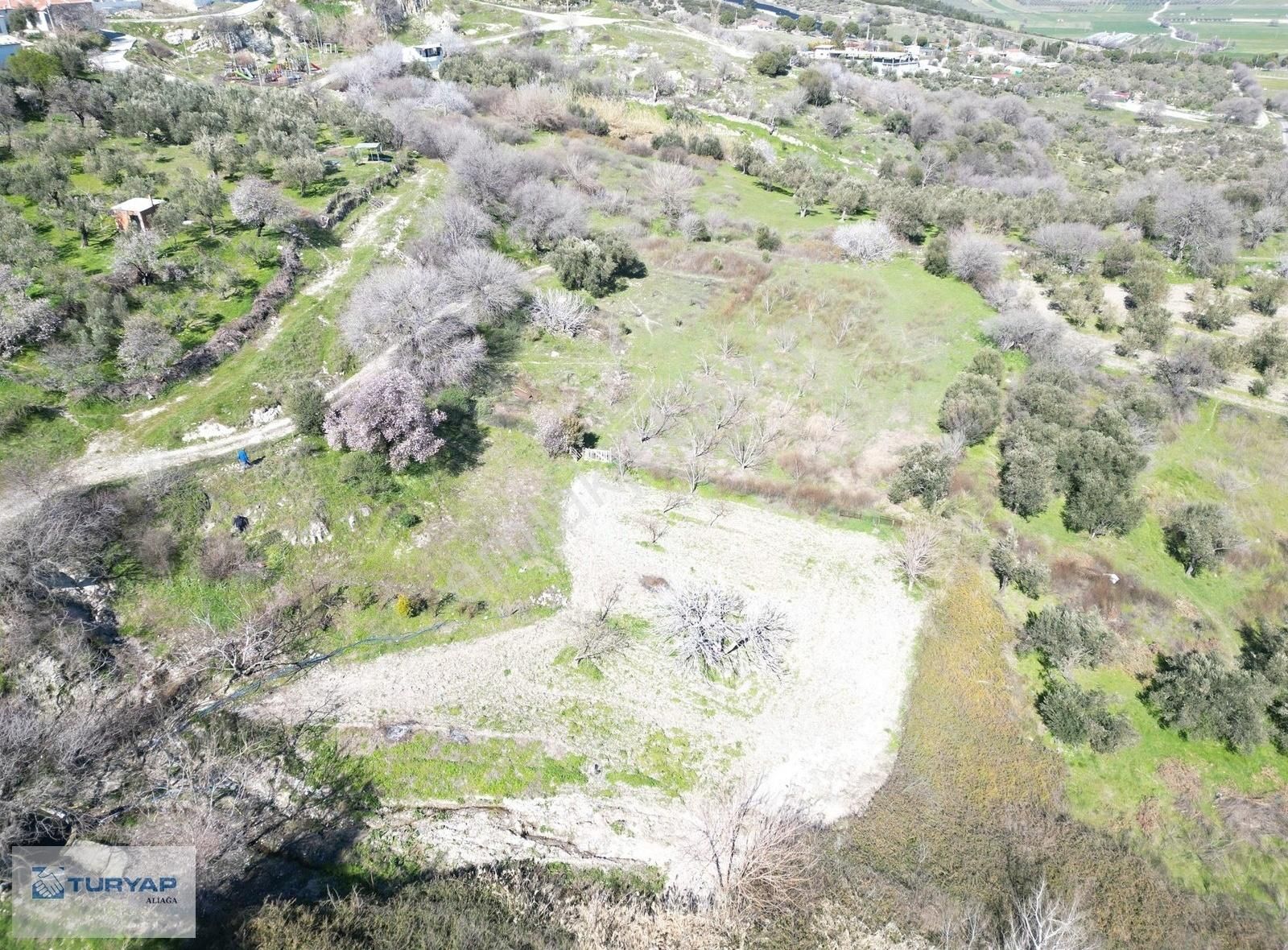 Güzelhisar'da Satılık Zeytinlik - Görsel 4