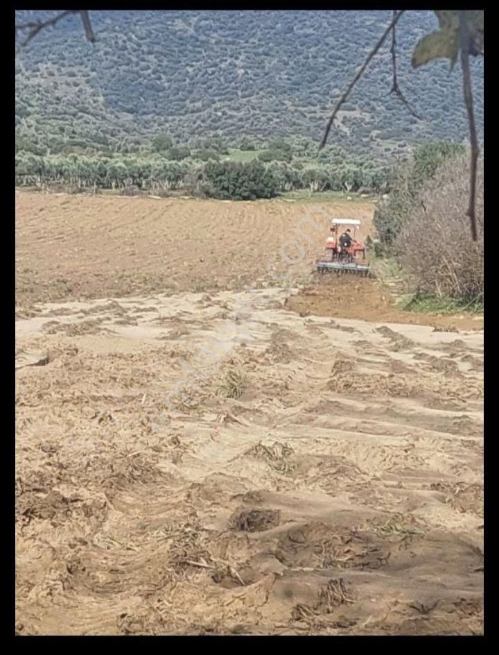 Aydın Çine Saraçlarda 26 Dönüm Satılık Tarla - Görsel 4
