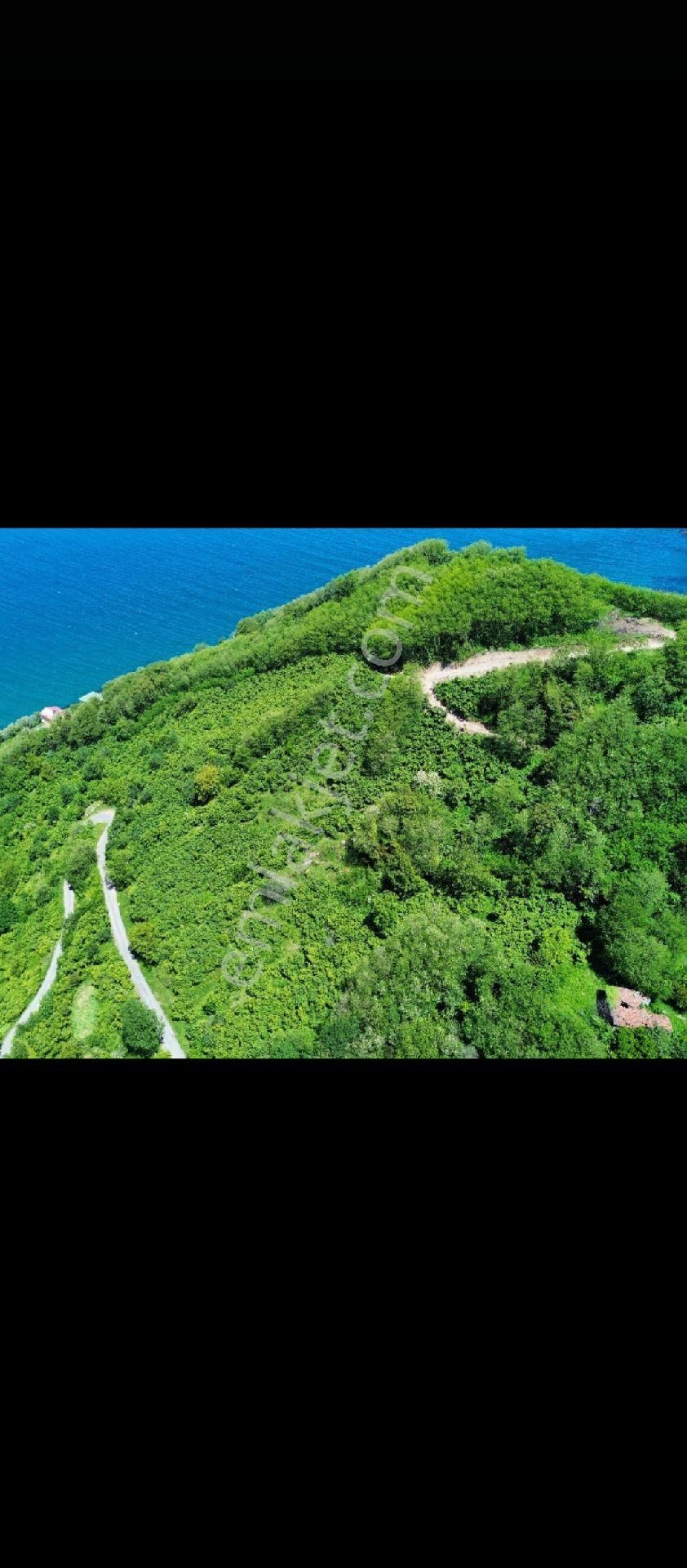 Perşembe Ramazan Mahallesi 4646m2 İmarlı Bahçe - Görsel 3