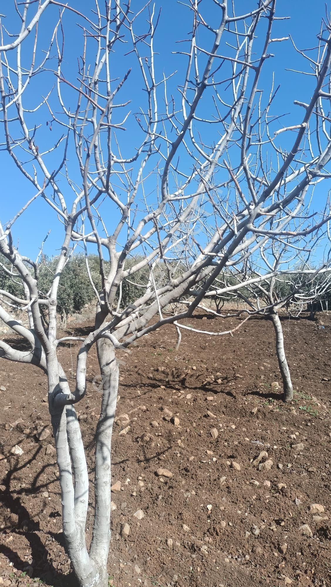 Şehitkamil Çağkuyu Mahallesinde Asfalt Üzeri Satlık Kupon Arazi - Görsel 3