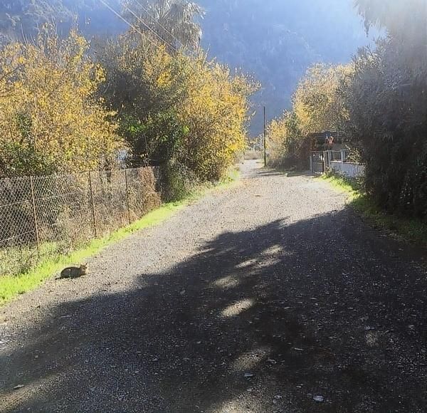 Muğla Dalyan Marmarlı'da İmara Sınır Satılık Yatırımlık Arazi - Görsel 2