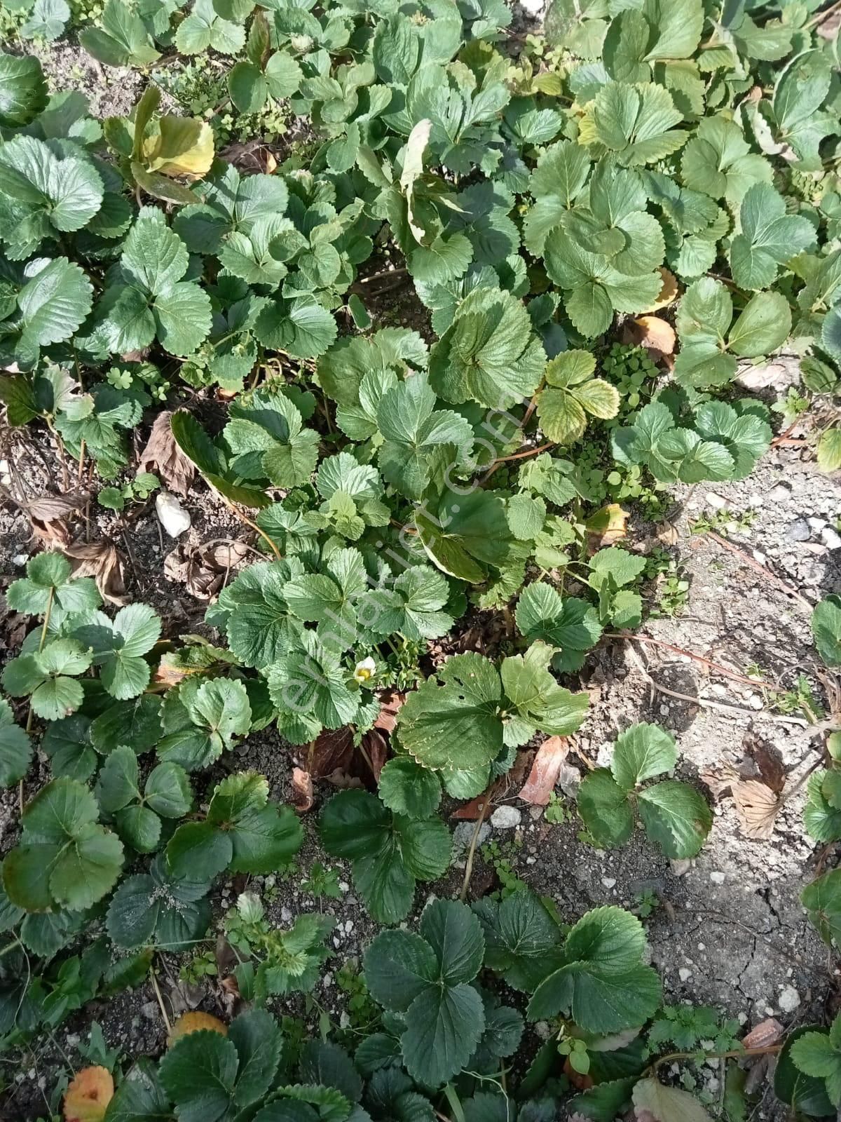 Manyas Çarşı Mahallesin'de Satılık Müstakil Ev - Görsel 20