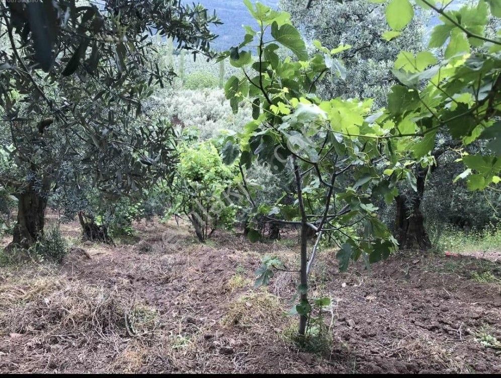 Gayrimenkul Dünyasın'dan.! Katırlı Köyün'de 1.306m2 Satılık Zeytinlik..! - Görsel 3