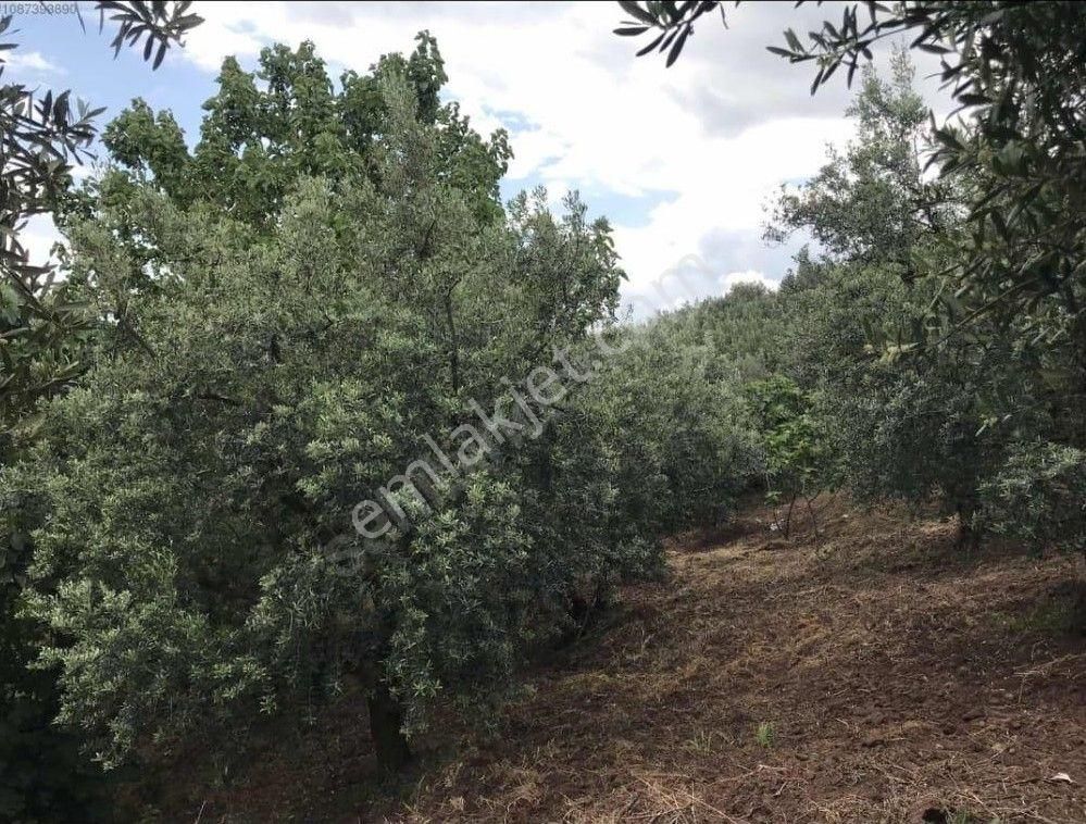 Gayrimenkul Dünyasın'dan.! Katırlı Köyün'de 1.306m2 Satılık Zeytinlik..! - Görsel 12