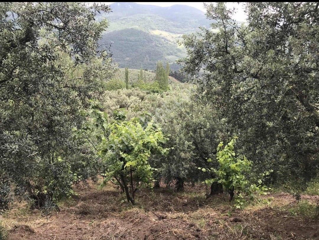 Gayrimenkul Dünyasın'dan.! Katırlı Köyün'de 1.306m2 Satılık Zeytinlik..! - Görsel 2