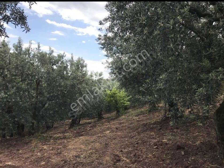 Gayrimenkul Dünyasın'dan.! Katırlı Köyün'de 1.306m2 Satılık Zeytinlik..! - Görsel 7