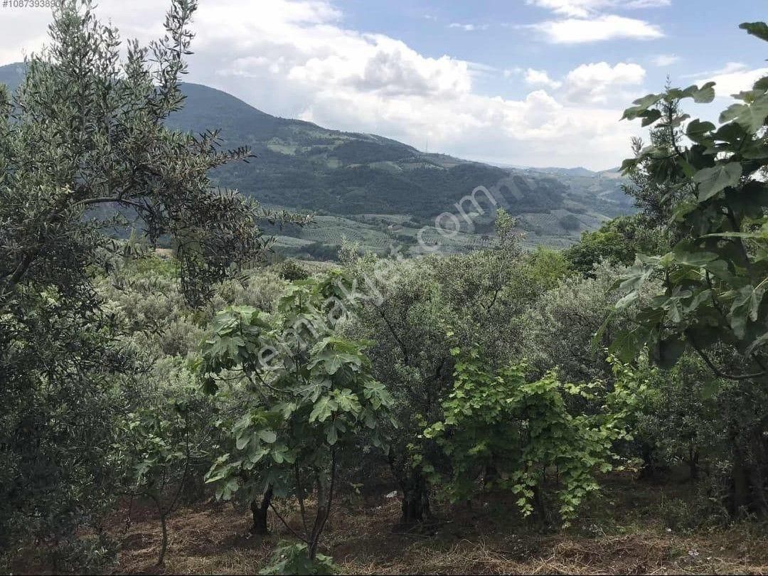 Gayrimenkul Dünyasın'dan.! Katırlı Köyün'de 1.306m2 Satılık Zeytinlik..! - Görsel 8