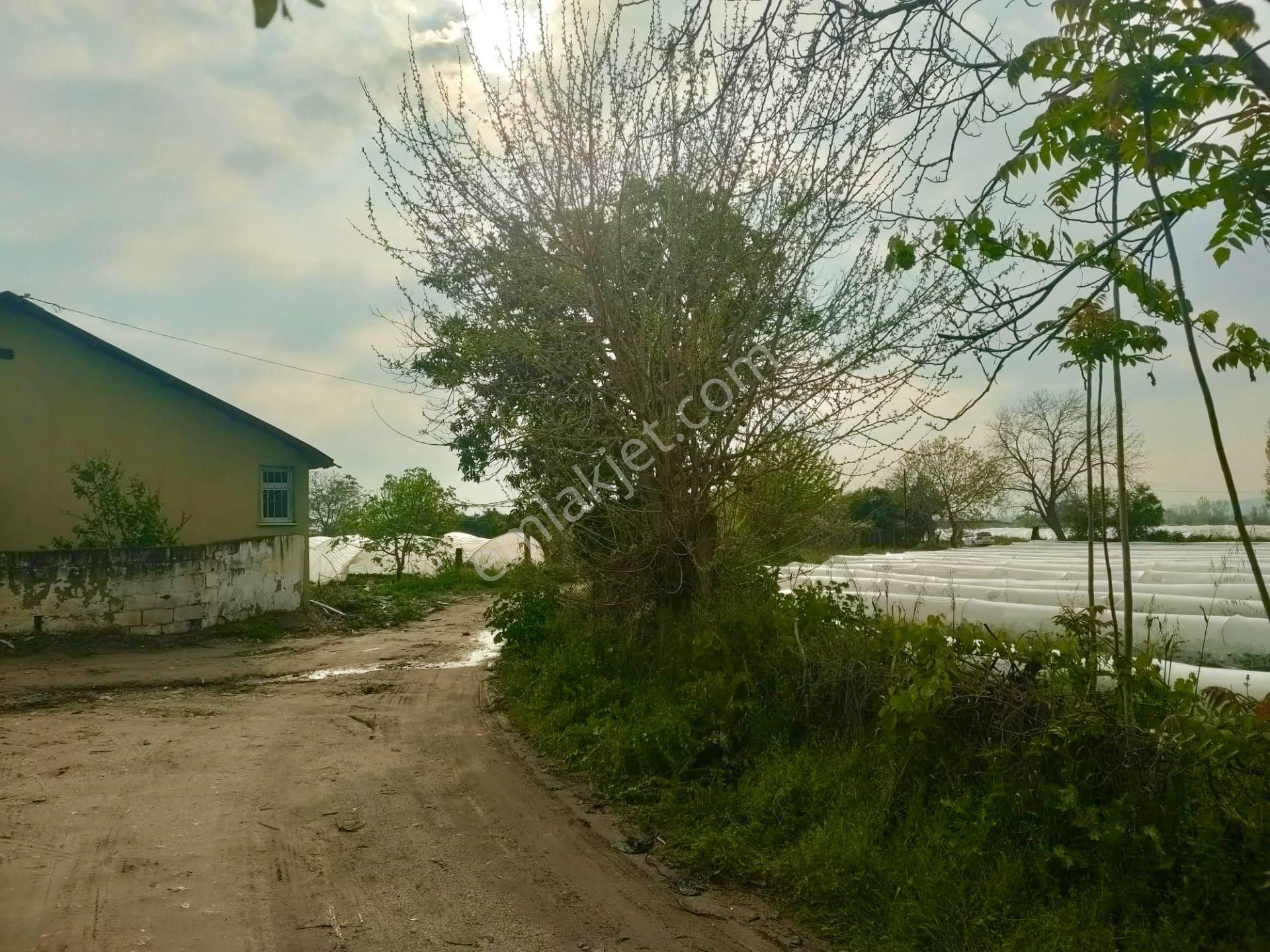 Aydın Sultanhisar/atça Mevkii 4.420 M2 Verimli Toprak Ana Yola Yakın Bahçe