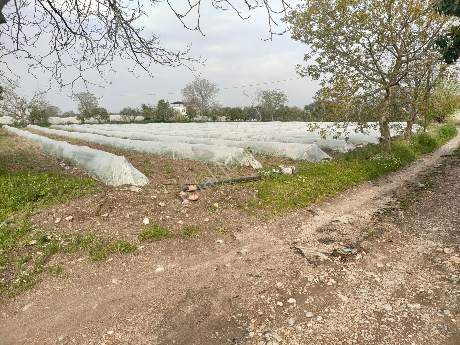 Aydın Sultanhisar/atça Mevkii 4.420 M2 Verimli Toprak Ana Yola Yakın Bahçe - Görsel 2