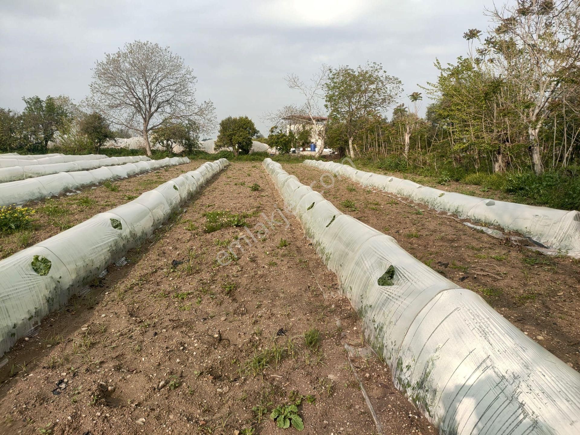 Aydın Sultanhisar/atça Mevkii 4.420 M2 Verimli Toprak Ana Yola Yakın Bahçe - Görsel 3