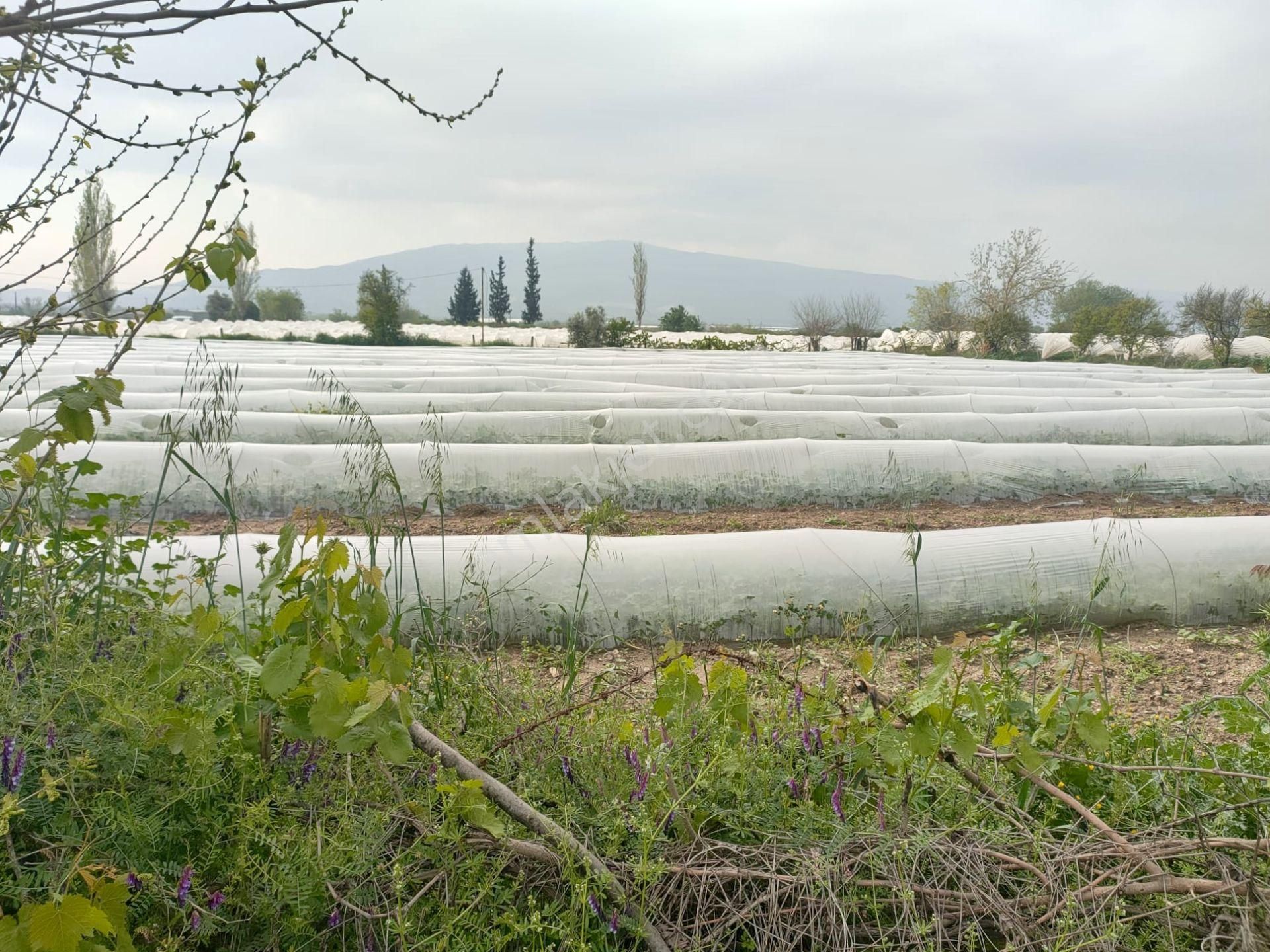 Aydın Sultanhisar/atça Mevkii 4.420 M2 Verimli Toprak Ana Yola Yakın Bahçe - Görsel 5