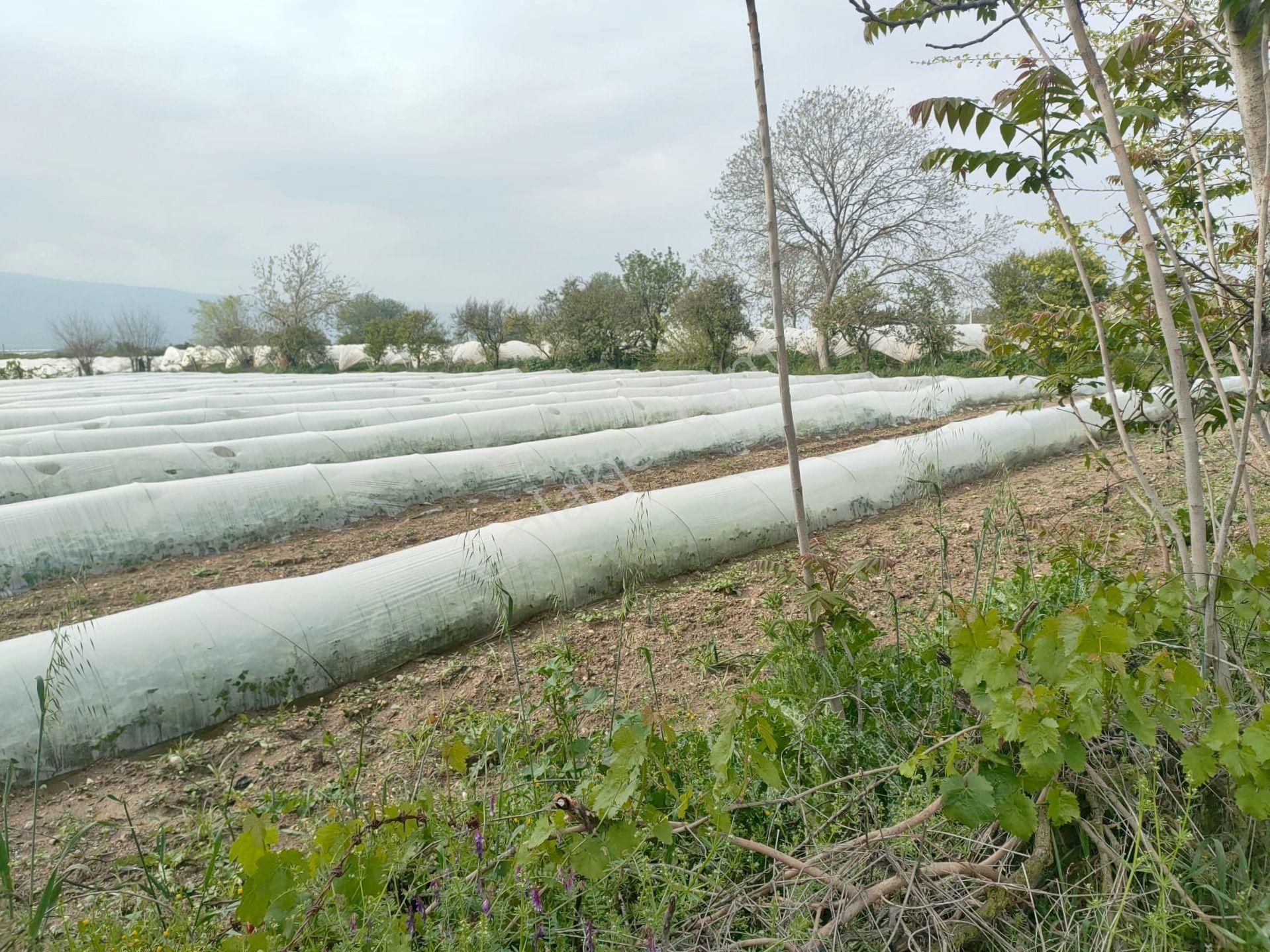 Aydın Sultanhisar/atça Mevkii 4.420 M2 Verimli Toprak Ana Yola Yakın Bahçe - Görsel 4