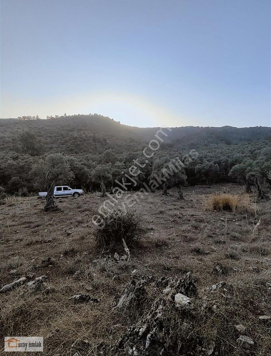 Muğla Milas Kafaca'da Satılık Zeytinlik - Görsel 24
