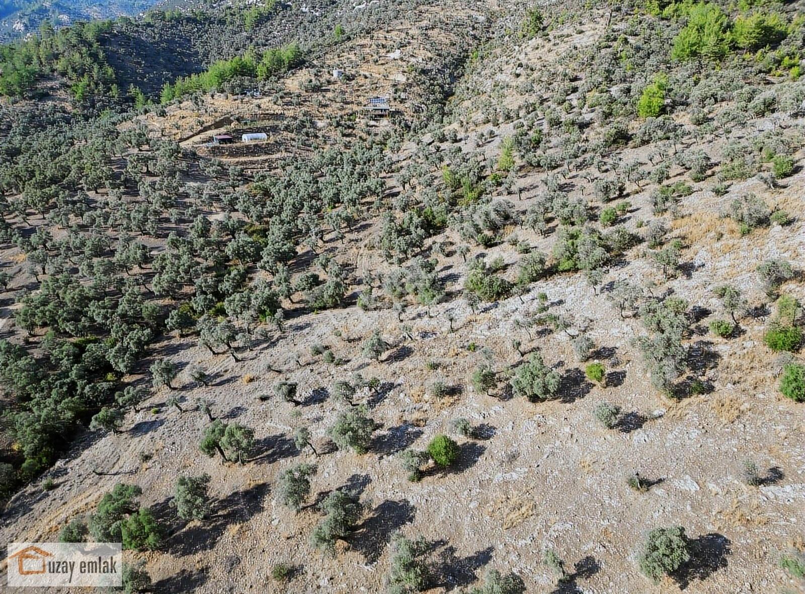 Muğla Milas Kafaca'da Satılık Zeytinlik - Görsel 8