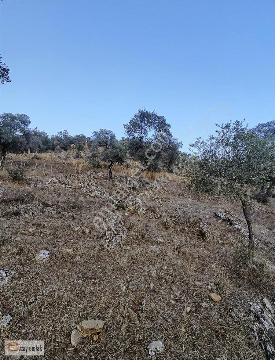 Muğla Milas Kafaca'da Satılık Zeytinlik - Görsel 22