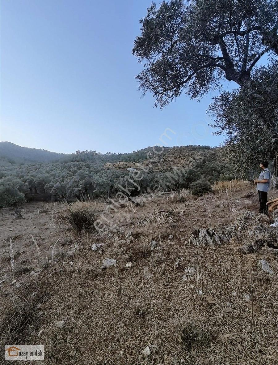 Muğla Milas Kafaca'da Satılık Zeytinlik - Görsel 4