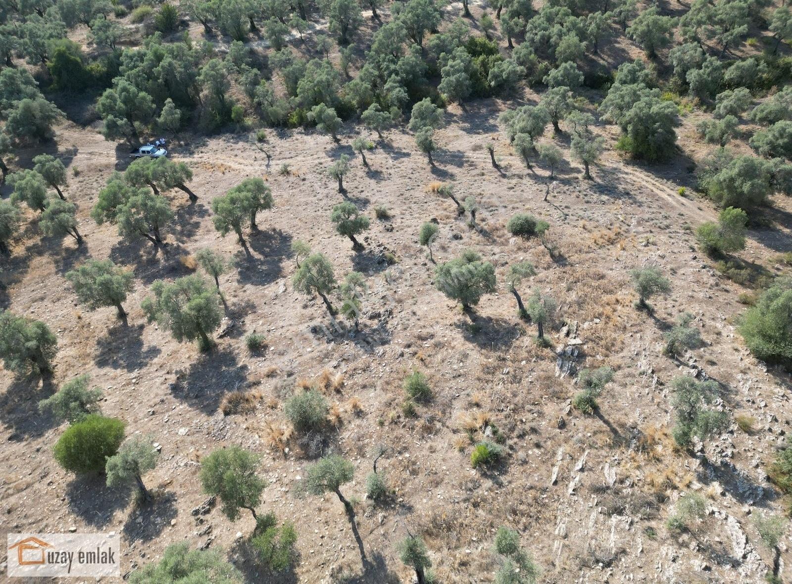 Muğla Milas Kafaca'da Satılık Zeytinlik - Görsel 11