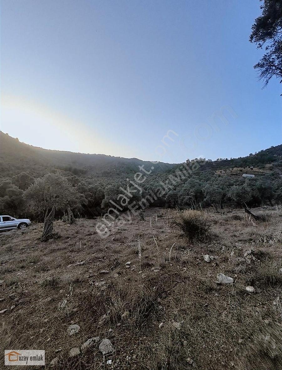 Muğla Milas Kafaca'da Satılık Zeytinlik - Görsel 25