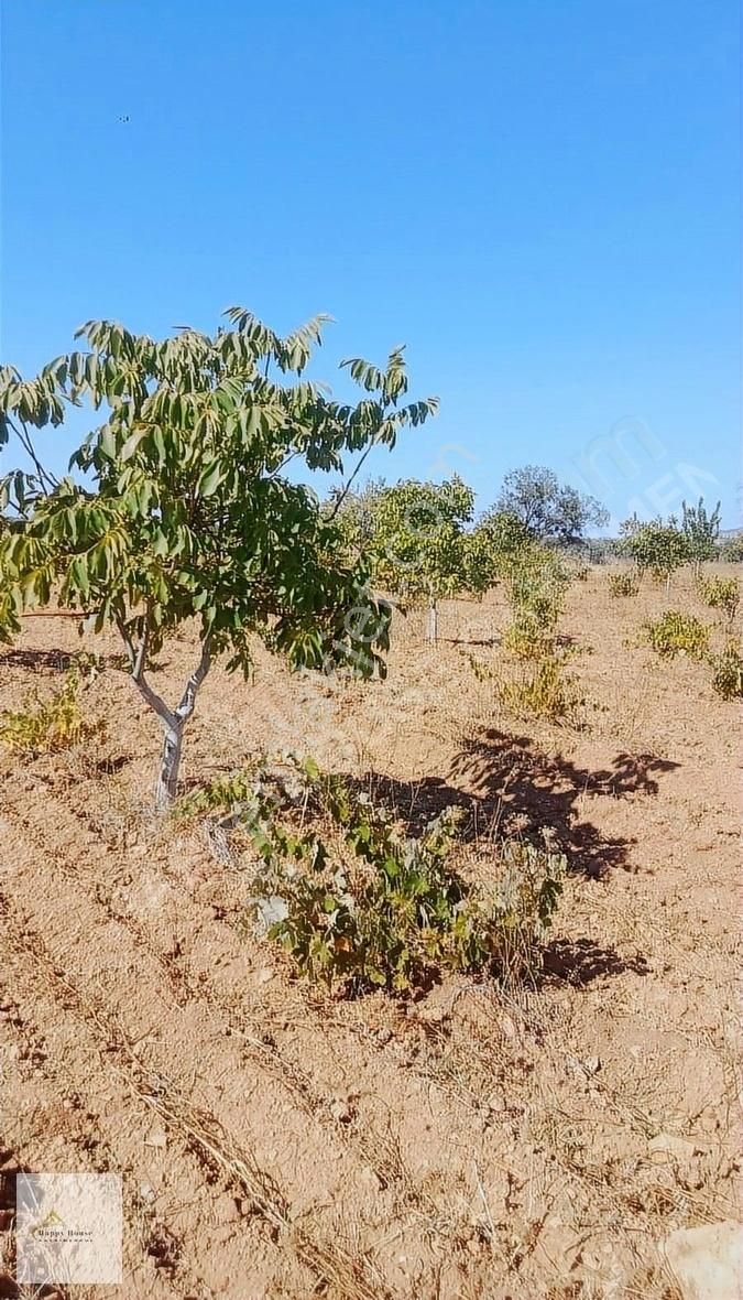 Bekilli Yeşiloba Satılık 3643 M2 Müstakil Tarla Tapulu (bahçe)