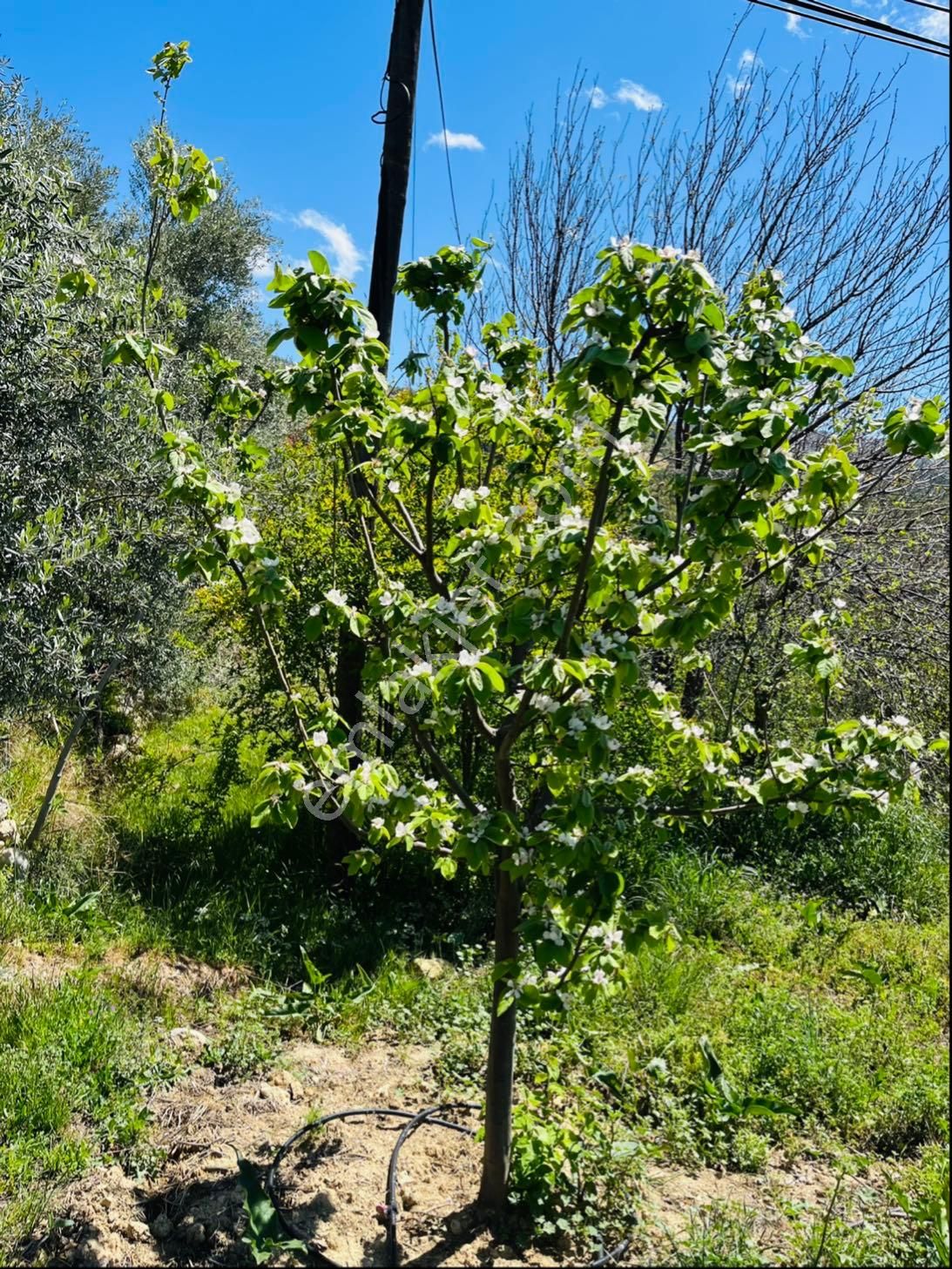 Türe Gayrimenkulden Gülnar Çavuşlarda Satılık Zeytin Bahçesi - Görsel 25