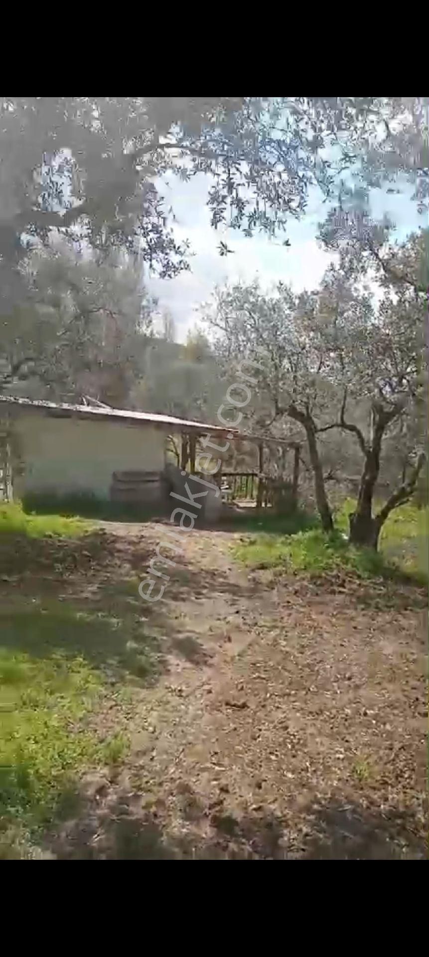 Balıkesir Erdek Atatürk Mahallesinde Satılık Deniz Manzarali Zeytinlik - Görsel 10