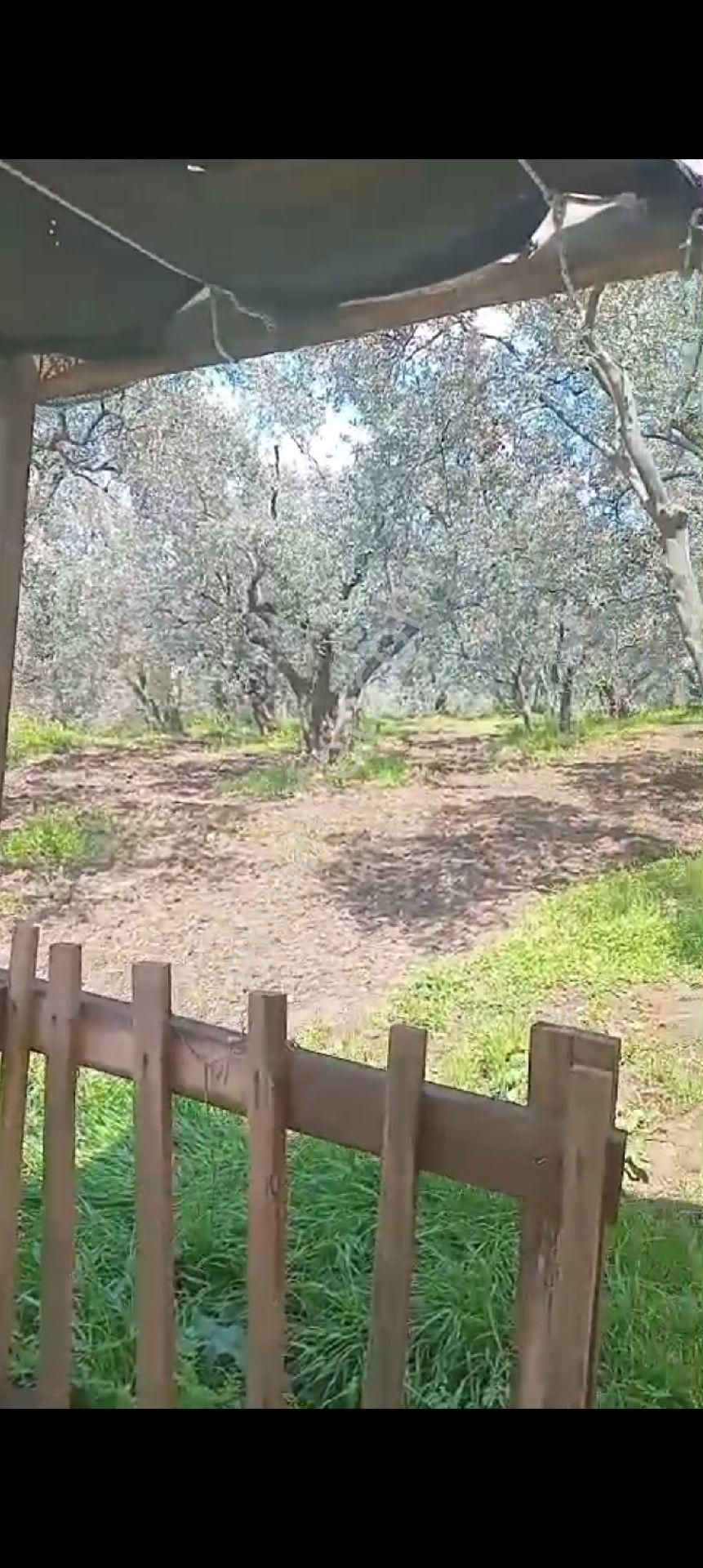 Balıkesir Erdek Atatürk Mahallesinde Satılık Deniz Manzarali Zeytinlik - Görsel 32